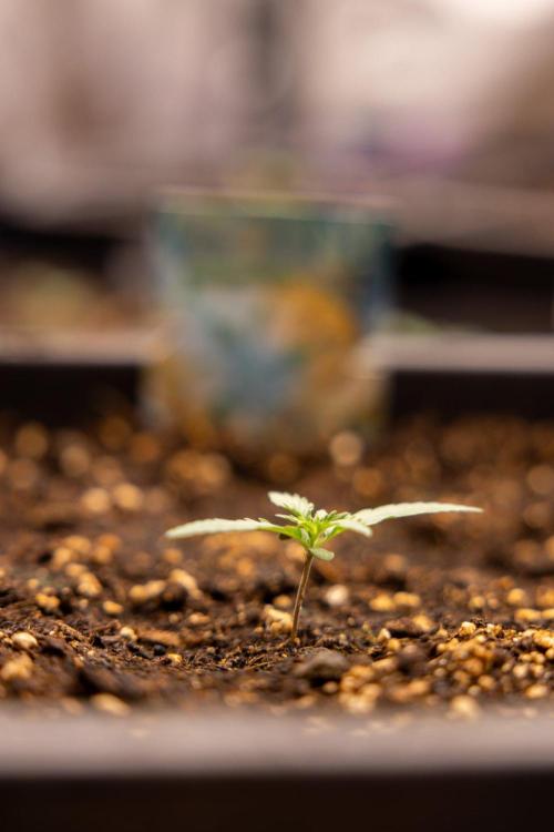 Tropical Mintz 🌴 OG F1 Auto - Zamnesia. Week 1 - Tropical Mintz OG - F1 Hybrid Auto - Day 6