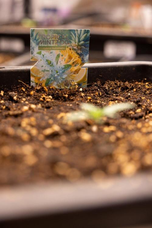 Tropical Mintz 🌴 OG F1 Auto - Zamnesia. Week 1 - Tropical Mintz OG - F1 Hybrid Auto - Day 6