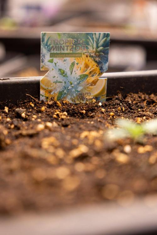 Tropical Mintz 🌴 OG F1 Auto - Zamnesia. Week 1 - Tropical Mintz OG - F1 Hybrid Auto - Day 6