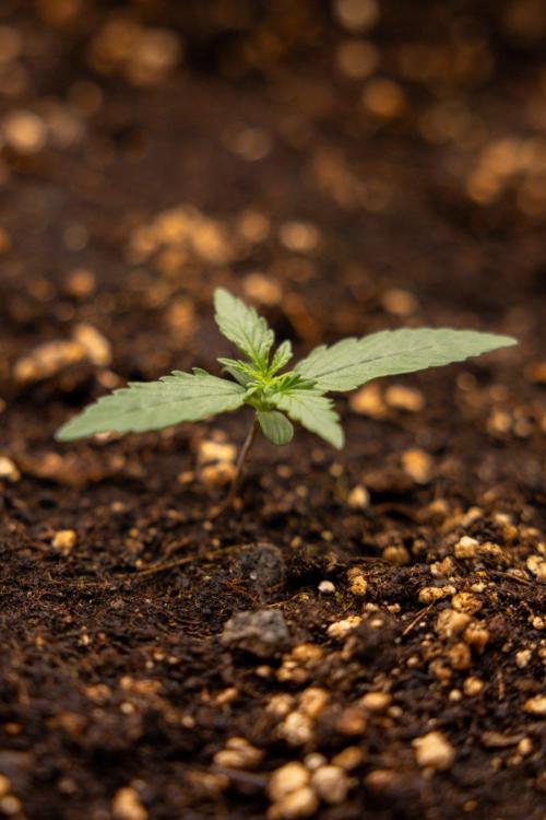 Tropical Mintz 🌴 OG F1 Auto - Zamnesia. Week 1 - Tropical Mintz OG - F1 Hybrid Auto - Day 6