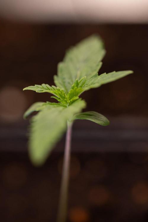 Sativa Fiesta 🤸 - Zamnesia x B&B. Week 0 - Stativa Fiesta - Week 00 - Photoperiodic