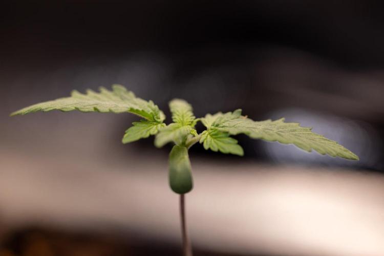 Sativa Fiesta 🤸 - Zamnesia x B&B. Week 0 - Stativa Fiesta - Week 00 - Photoperiodic