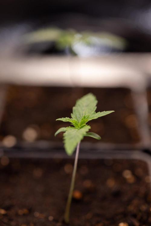 Sativa Fiesta 🤸 - Zamnesia x B&B. Week 0 - Stativa Fiesta - Week 00 - Photoperiodic