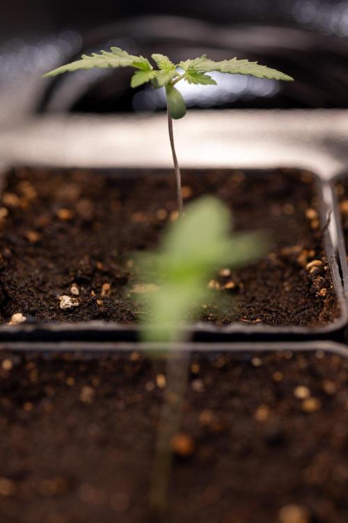 Sativa Fiesta 🤸 - Zamnesia x B&B. Week 0 - Stativa Fiesta - Week 00 - Photoperiodic