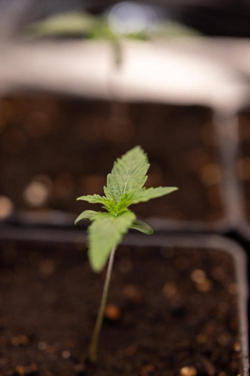 Sativa Fiesta 🤸 - Zamnesia x B&B. Week 0 - Stativa Fiesta - Week 00 - Photoperiodic