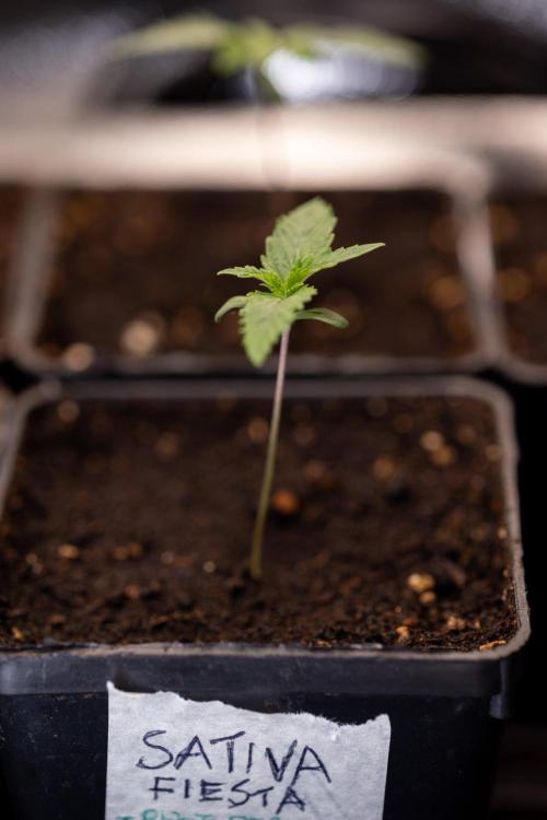 Sativa Fiesta 🤸 - Zamnesia x B&B. Week 0 - Stativa Fiesta - Week 00 - Photoperiodic