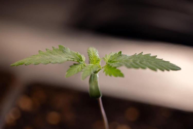 Sativa Fiesta 🤸 - Zamnesia x B&B. Week 0 - Stativa Fiesta - Week 00 - Photoperiodic