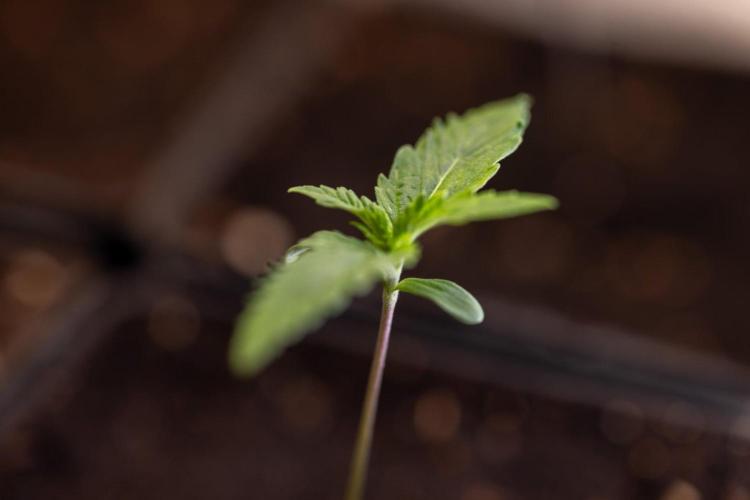 Sativa Fiesta 🤸 - Zamnesia x B&B. Week 0 - Stativa Fiesta - Week 00 - Photoperiodic