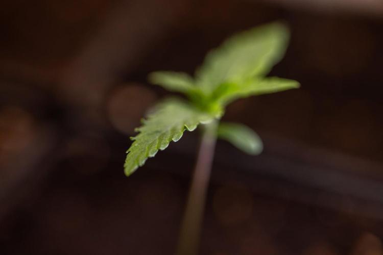 Sativa Fiesta 🤸 - Zamnesia x B&B. Week 0 - Stativa Fiesta - Week 00 - Photoperiodic