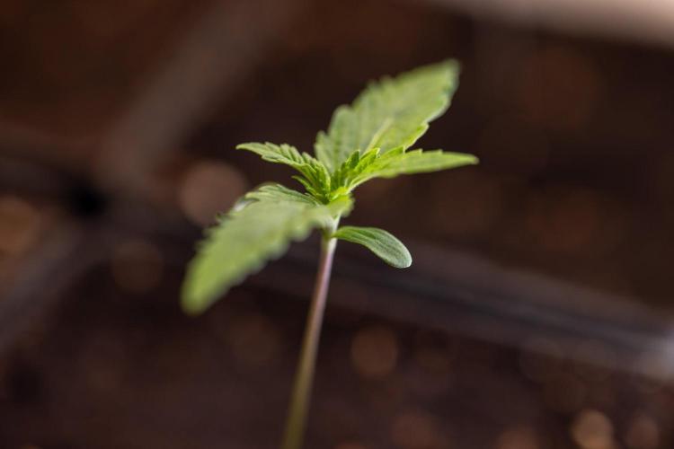 Sativa Fiesta 🤸 - Zamnesia x B&B. Week 0 - Stativa Fiesta - Week 00 - Photoperiodic