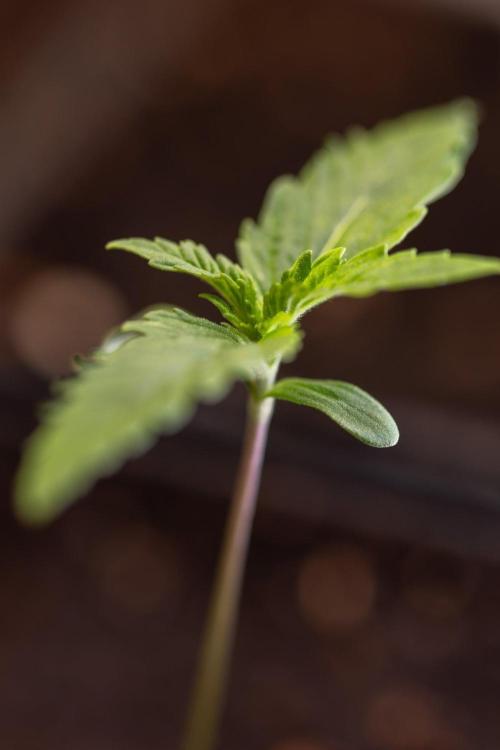 Sativa Fiesta 🤸 - Zamnesia x B&B. Week 0 - Stativa Fiesta - Week 00 - Photoperiodic