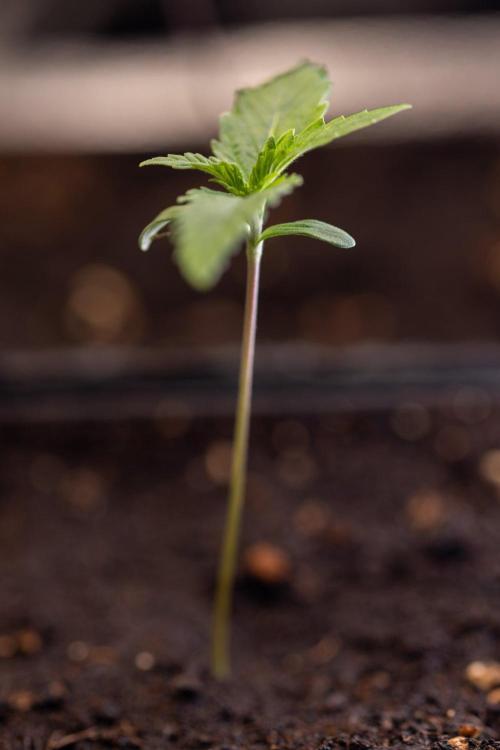 Sativa Fiesta 🤸 - Zamnesia x B&B. Week 0 - Stativa Fiesta - Week 00 - Photoperiodic