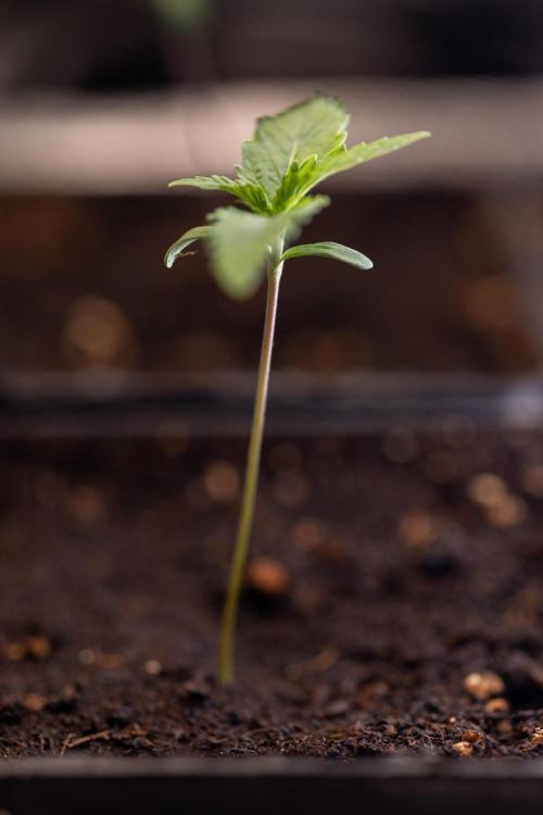 Sativa Fiesta 🤸 - Zamnesia x B&B. Week 0 - Stativa Fiesta - Week 00 - Photoperiodic
