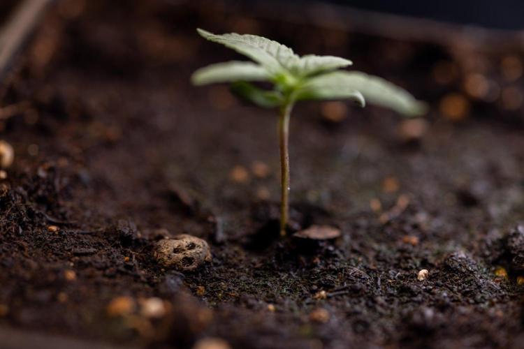 Sativa Fiesta 🤸 - Zamnesia x B&B. Week 0 - Stativa Fiesta - Week 00 - Photoperiodic