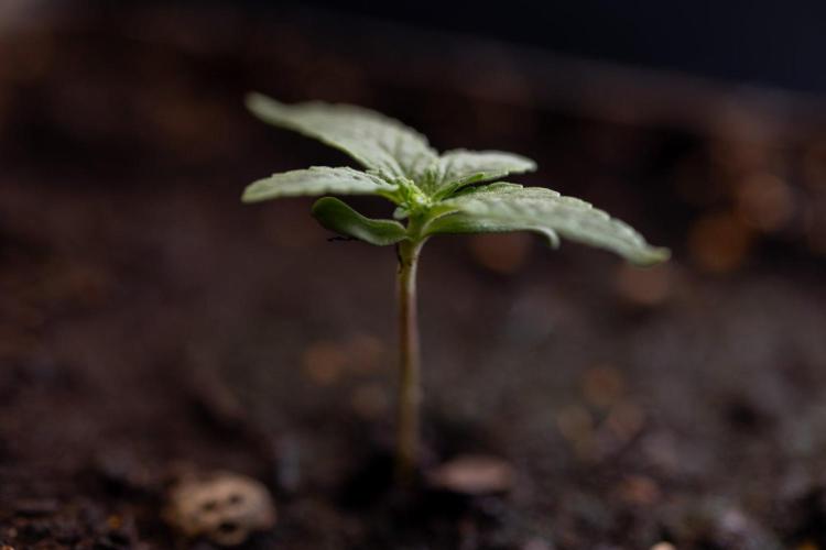 Sativa Fiesta 🤸 - Zamnesia x B&B. Week 0 - Stativa Fiesta - Week 00 - Photoperiodic