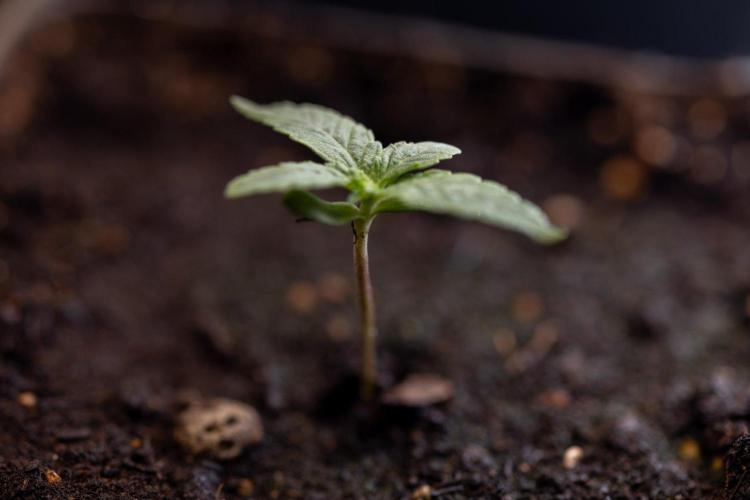 Sativa Fiesta 🤸 - Zamnesia x B&B. Week 0 - Stativa Fiesta - Week 00 - Photoperiodic