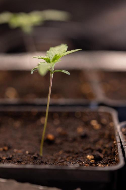 Sativa Fiesta 🤸 - Zamnesia x B&B. Week 0 - Stativa Fiesta - Week 00 - Photoperiodic