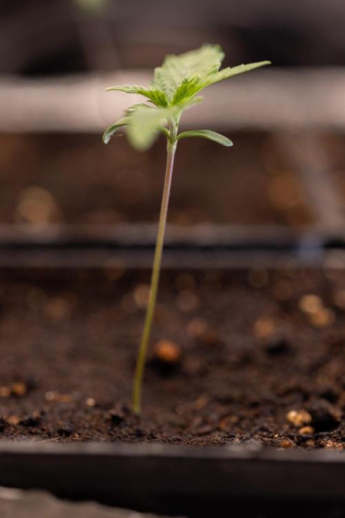 Sativa Fiesta 🤸 - Zamnesia x B&B. Week 0 - Stativa Fiesta - Week 00 - Photoperiodic