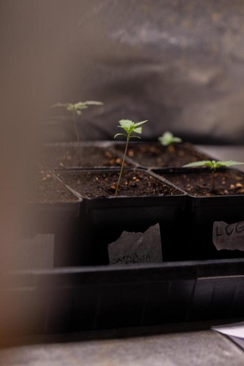 Sativa Fiesta 🤸 - Zamnesia x B&B. Week 0 - Stativa Fiesta - Week 00 - Photoperiodic