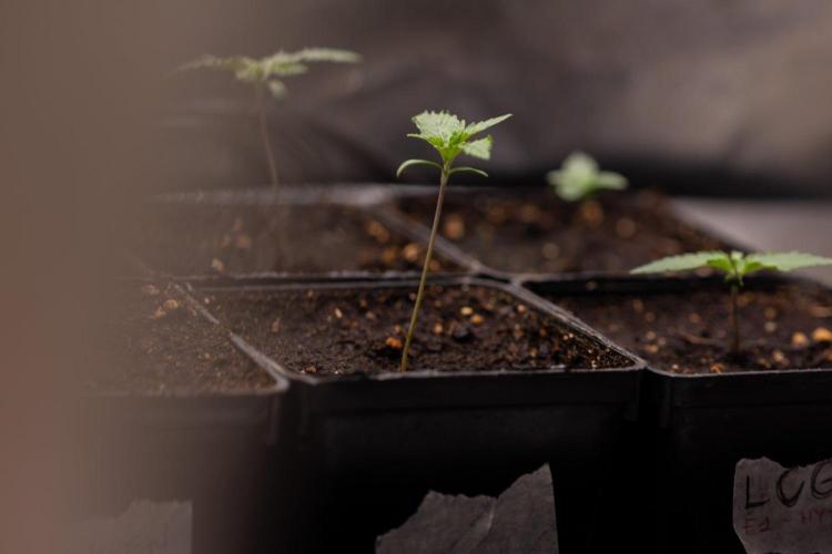 Sativa Fiesta 🤸 - Zamnesia x B&B. Week 0 - Stativa Fiesta - Week 00 - Photoperiodic