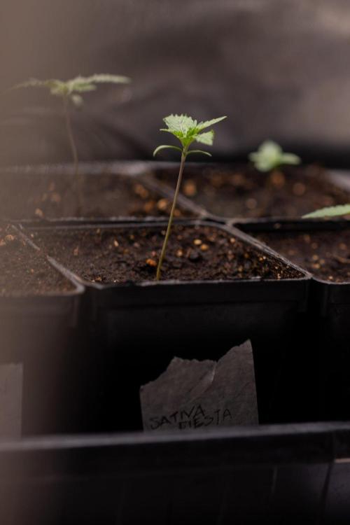 Sativa Fiesta 🤸 - Zamnesia x B&B. Week 0 - Stativa Fiesta - Week 00 - Photoperiodic