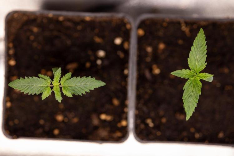 Sativa Fiesta 🤸 - Zamnesia x B&B. Week 0 - Stativa Fiesta - Week 00 - Photoperiodic