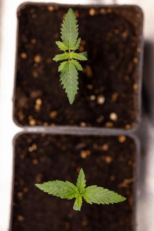 Sativa Fiesta 🤸 - Zamnesia x B&B. Week 0 - Stativa Fiesta - Week 00 - Photoperiodic