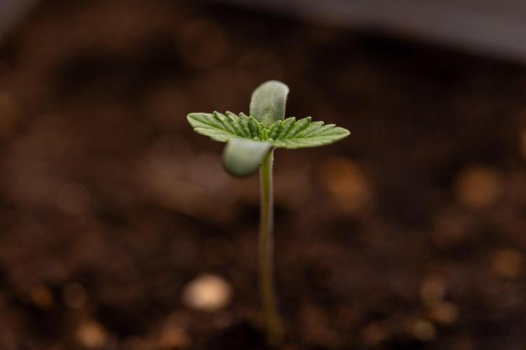 Forbidden Fruit 🏵️ - Zamnesia x B&B. Week 0 - Forbidden Fruit - 00 Week - Photoperiodic