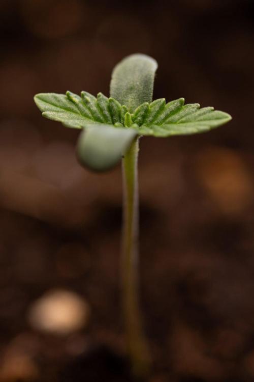 Forbidden Fruit 🏵️ - Zamnesia x B&B. Week 0 - Forbidden Fruit - 00 Week - Photoperiodic