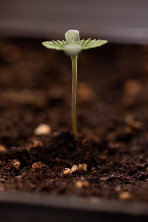 Forbidden Fruit 🏵️ - Zamnesia x B&B. Week 0 - Forbidden Fruit - 00 Week - Photoperiodic