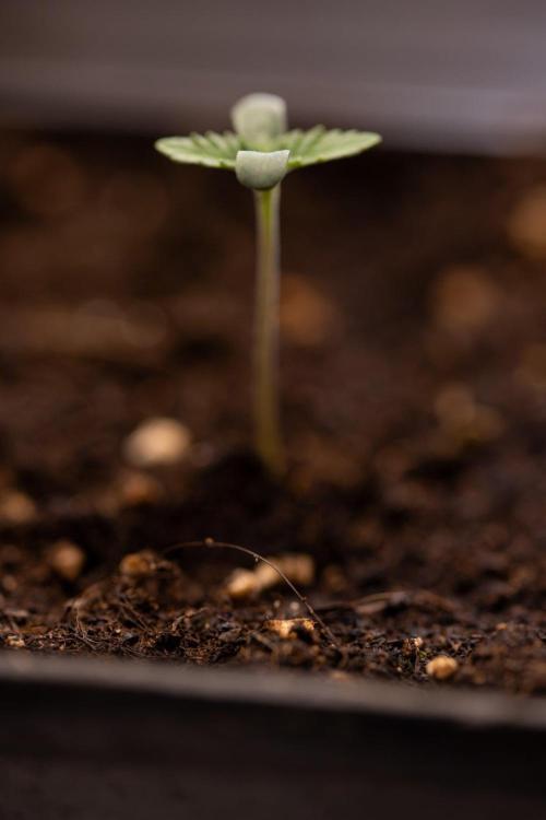 Forbidden Fruit 🏵️ - Zamnesia x B&B. Week 0 - Forbidden Fruit - 00 Week - Photoperiodic