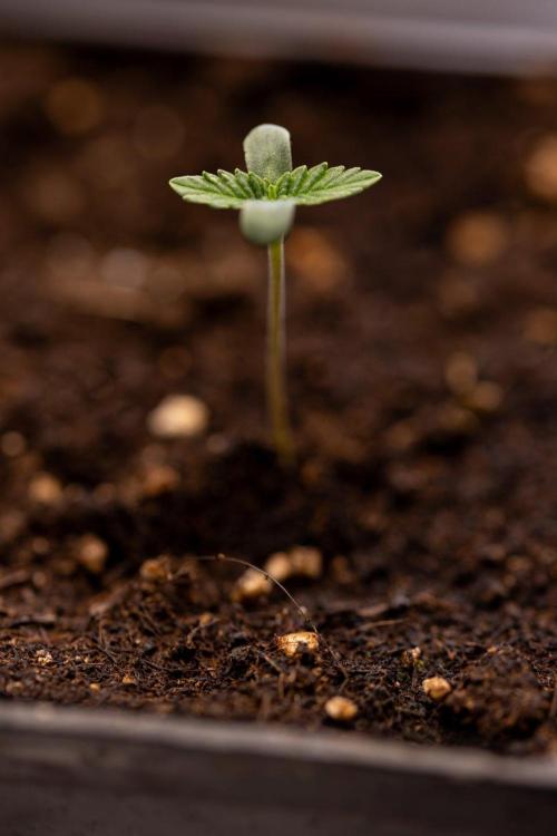 Forbidden Fruit 🏵️ - Zamnesia x B&B. Week 0 - Forbidden Fruit - 00 Week - Photoperiodic