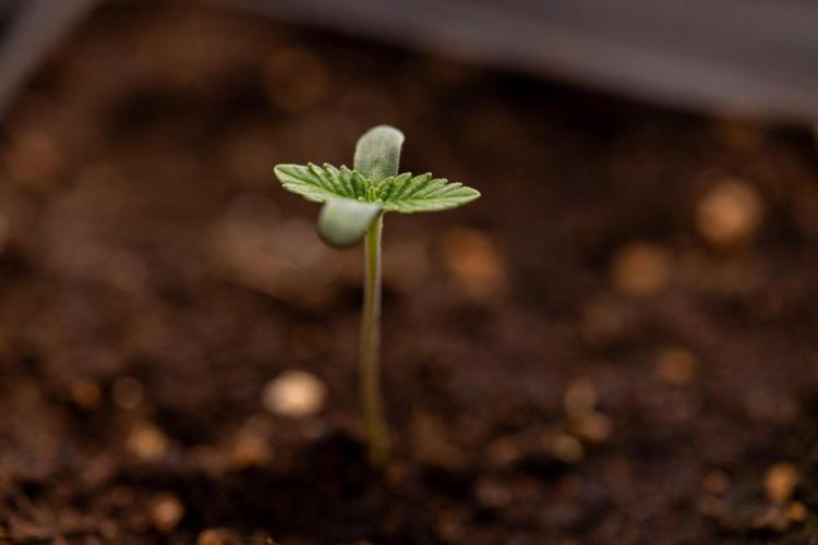Forbidden Fruit 🏵️ - Zamnesia x B&B. Week 0 - Forbidden Fruit - 00 Week - Photoperiodic