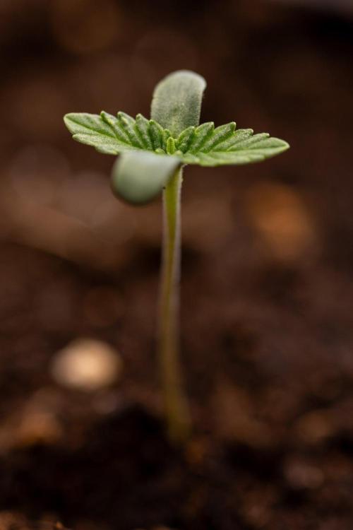 Forbidden Fruit 🏵️ - Zamnesia x B&B. Week 0 - Forbidden Fruit - 00 Week - Photoperiodic