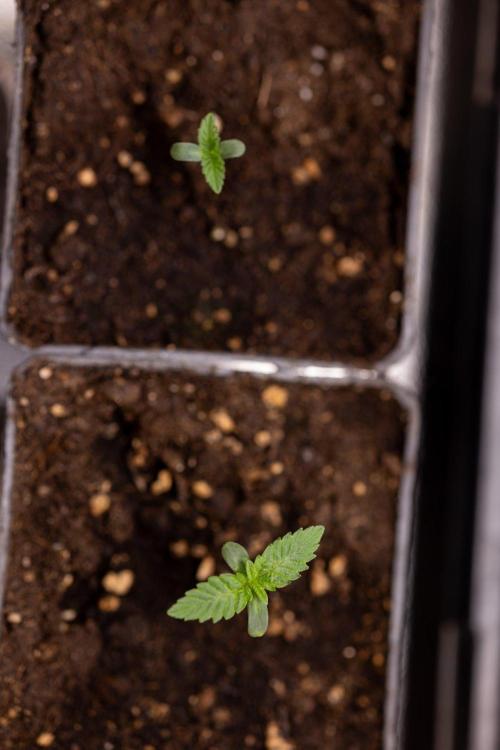 Forbidden Fruit 🏵️ - Zamnesia x B&B. Week 0 - Forbidden Fruit - 00 Week - Photoperiodic