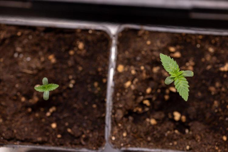 Forbidden Fruit 🏵️ - Zamnesia x B&B. Week 0 - Forbidden Fruit - 00 Week - Photoperiodic
