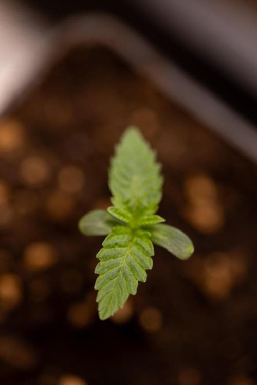 Forbidden Fruit 🏵️ - Zamnesia x B&B. Week 0 - Forbidden Fruit - 00 Week - Photoperiodic