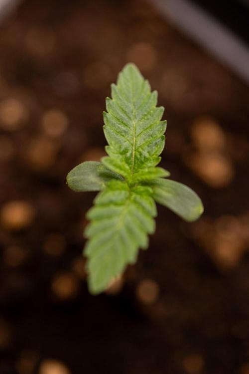 Forbidden Fruit 🏵️ - Zamnesia x B&B. Week 0 - Forbidden Fruit - 00 Week - Photoperiodic