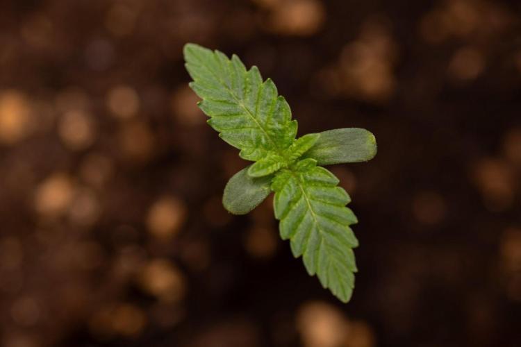 Forbidden Fruit 🏵️ - Zamnesia x B&B. Week 0 - Forbidden Fruit - 00 Week - Photoperiodic