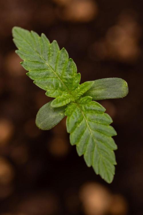 Forbidden Fruit 🏵️ - Zamnesia x B&B. Week 0 - Forbidden Fruit - 00 Week - Photoperiodic