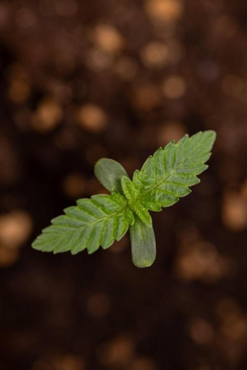 Forbidden Fruit 🏵️ - Zamnesia x B&B. Week 0 - Forbidden Fruit - 00 Week - Photoperiodic