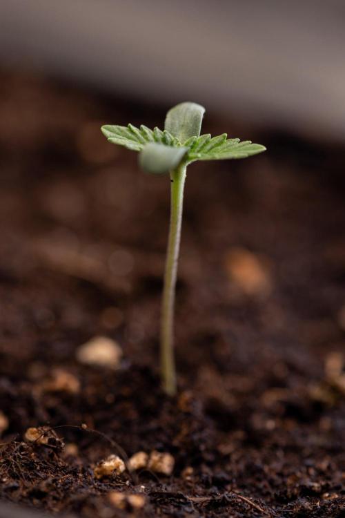 Forbidden Fruit 🏵️ - Zamnesia x B&B. Week 0 - Forbidden Fruit - 00 Week - Photoperiodic