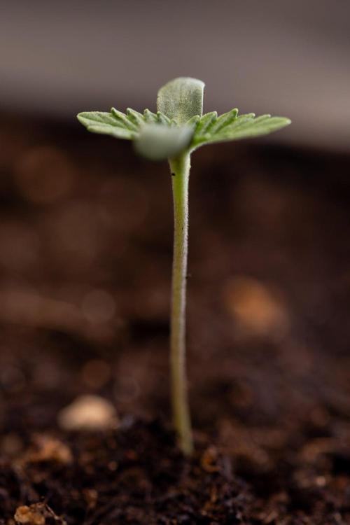 Forbidden Fruit 🏵️ - Zamnesia x B&B. Week 0 - Forbidden Fruit - 00 Week - Photoperiodic