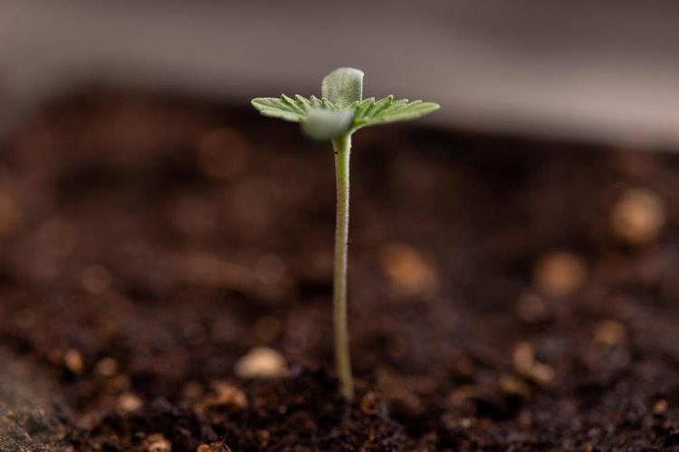 Forbidden Fruit 🏵️ - Zamnesia x B&B. Week 0 - Forbidden Fruit - 00 Week - Photoperiodic