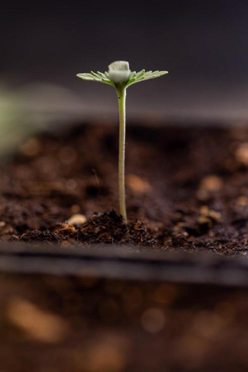 Forbidden Fruit 🏵️ - Zamnesia x B&B. Week 0 - Forbidden Fruit - 00 Week - Photoperiodic