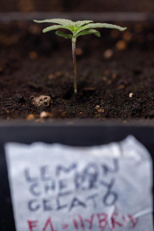 LCG F1 🍋🍒🍦 - Zamnezia x B&B. Week 0 - Lemon Cherry Gelat - F1 Hybrid Photoperiodic - Week 00