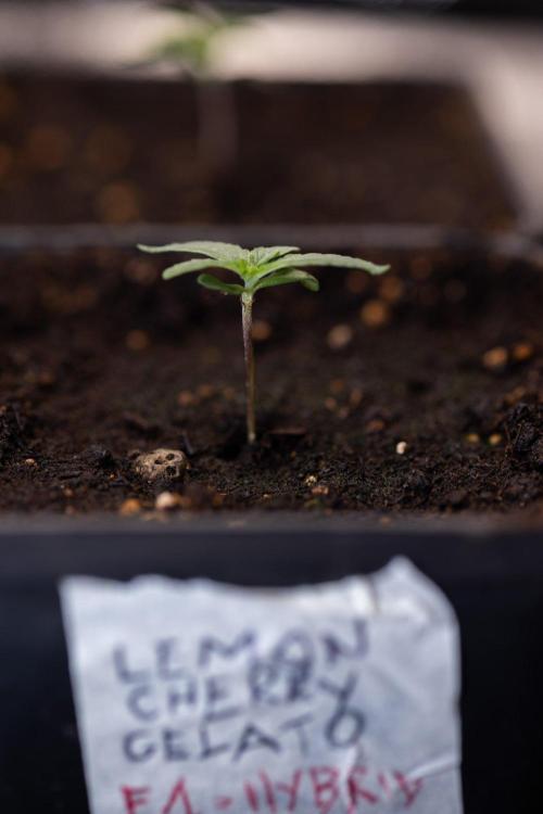 LCG F1 🍋🍒🍦 - Zamnezia x B&B. Week 0 - Lemon Cherry Gelat - F1 Hybrid Photoperiodic - Week 00