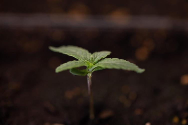LCG F1 🍋🍒🍦 - Zamnezia x B&B. Week 0 - Lemon Cherry Gelat - F1 Hybrid Photoperiodic - Week 00