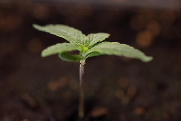 LCG F1 🍋🍒🍦 - Zamnezia x B&B. Week 0 - Lemon Cherry Gelat - F1 Hybrid Photoperiodic - Week 00