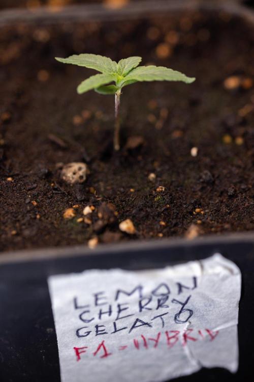 LCG F1 🍋🍒🍦 - Zamnezia x B&B. Week 0 - Lemon Cherry Gelat - F1 Hybrid Photoperiodic - Week 00